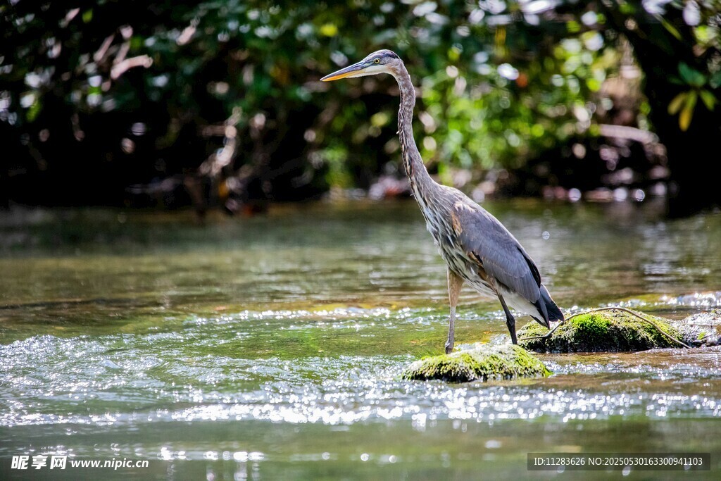 水边伫立的灰鹭