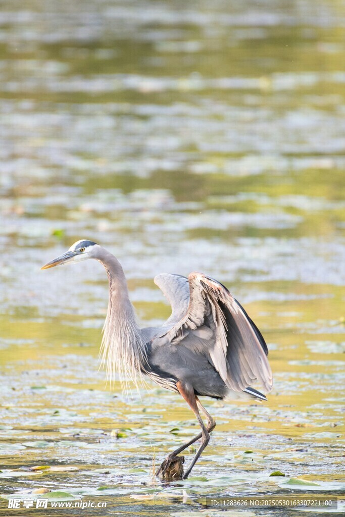 灰鹭于水面展翅欲飞