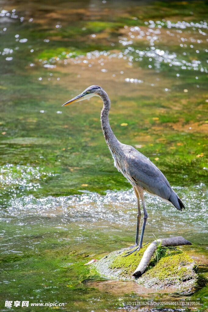 水边伫立的灰鹭