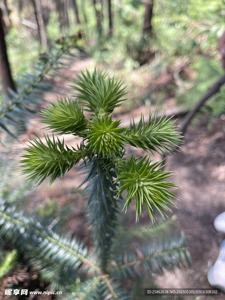 嫩绿松枝特写