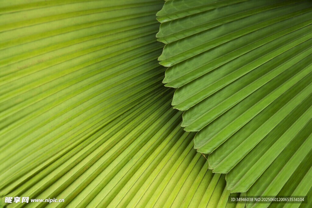 翠绿扇形叶片特写