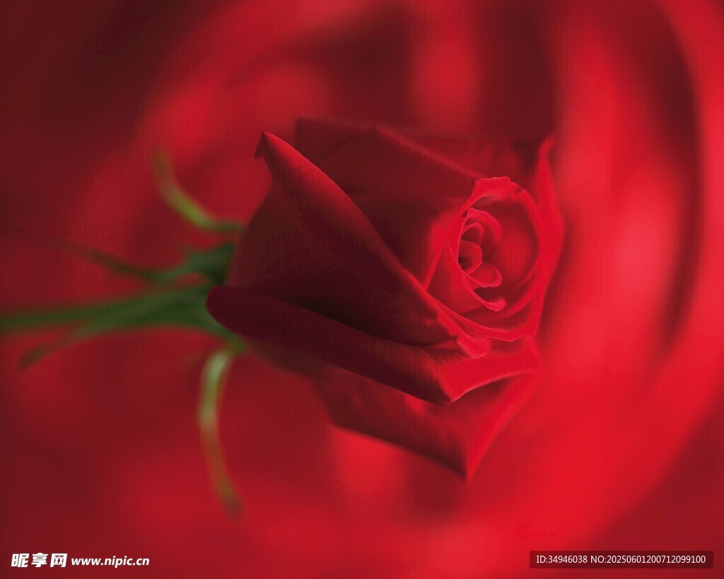 娇艳红玫瑰特写