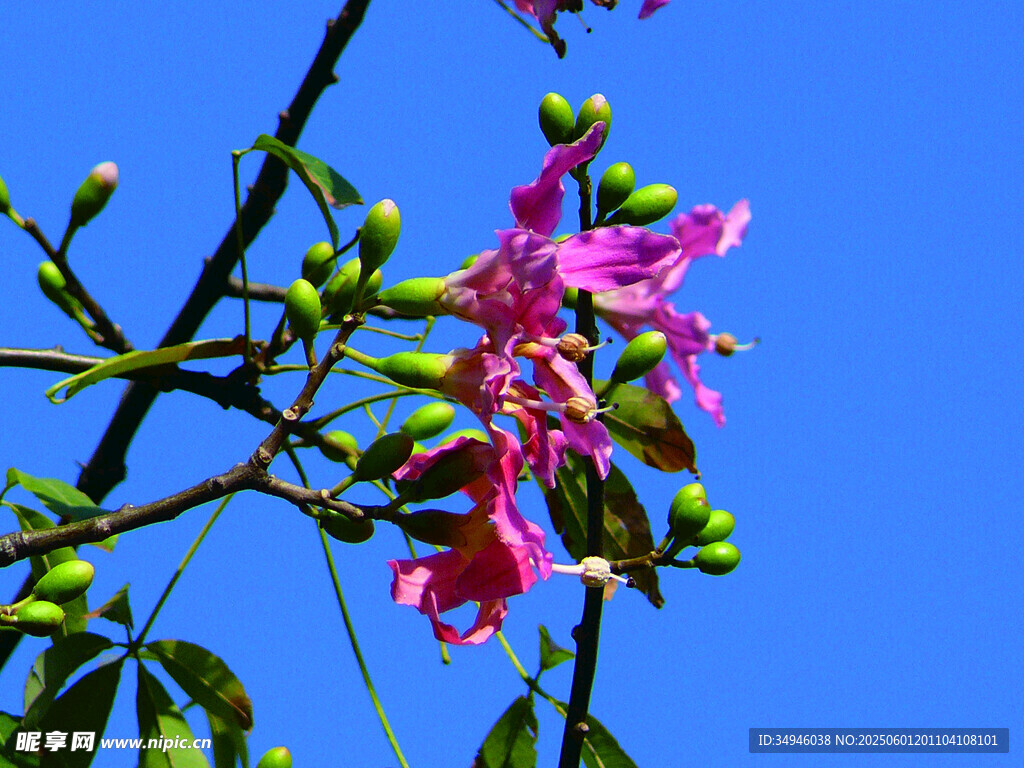 枝头绽放的艳丽粉色花朵