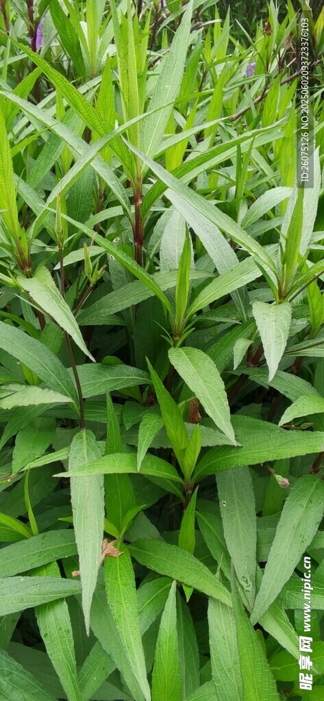 野草