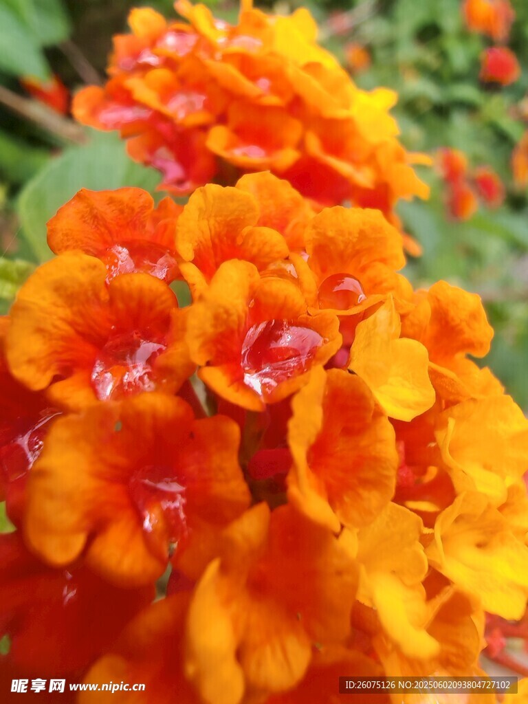 马缨丹