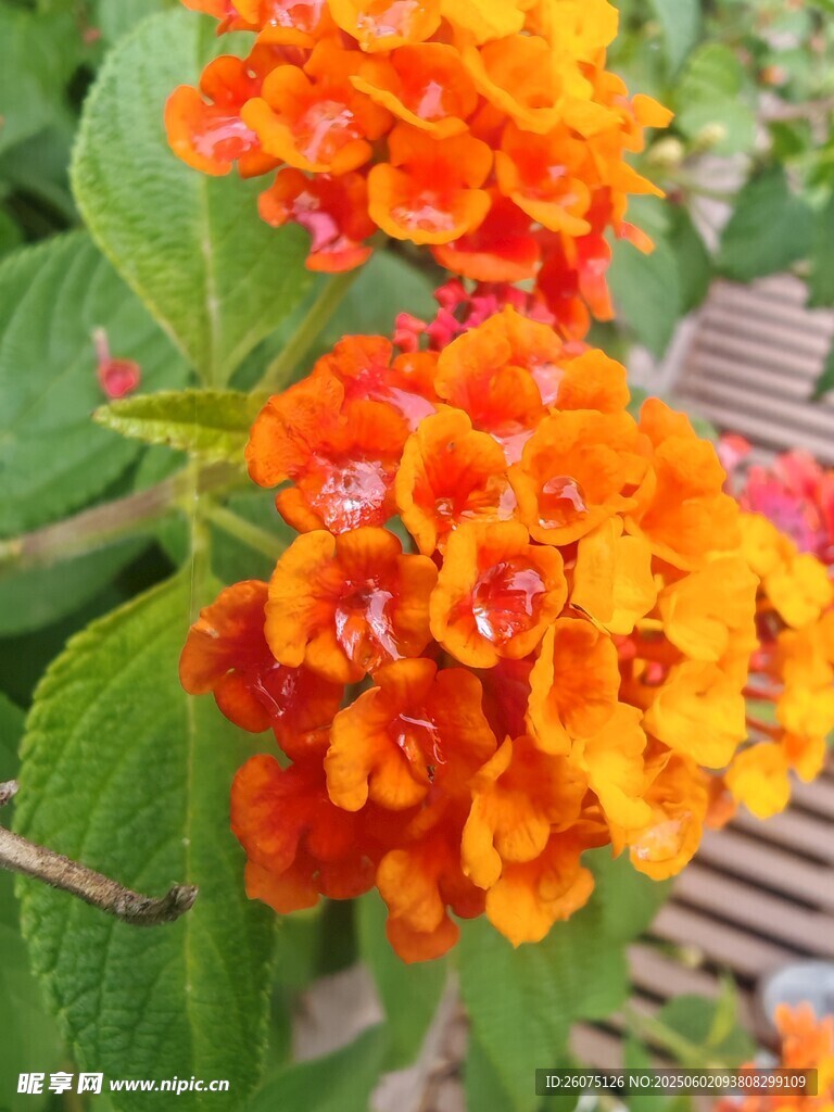 马缨丹