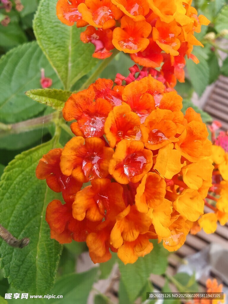 马缨丹
