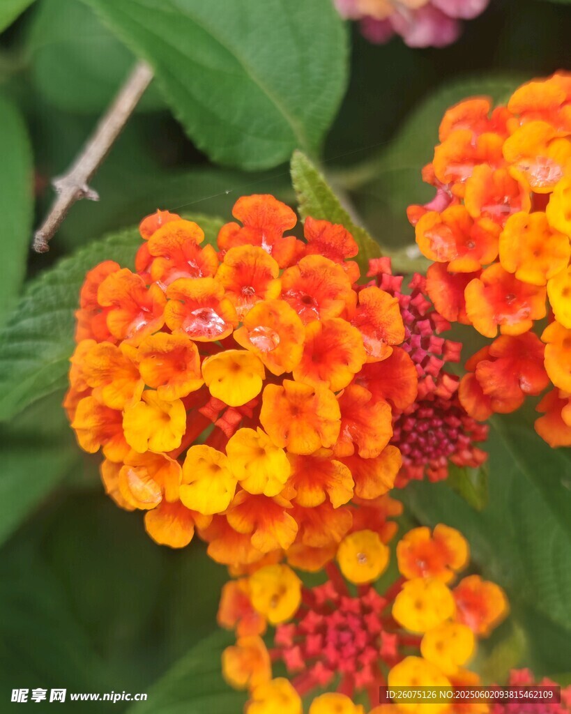 五色花
