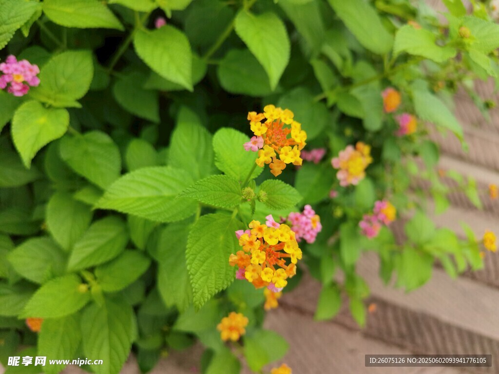 五色花