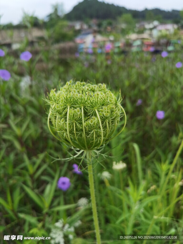 球状花苞