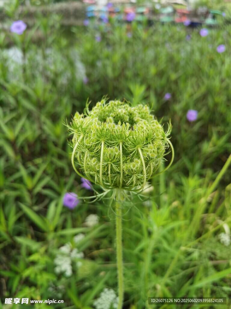 花苞
