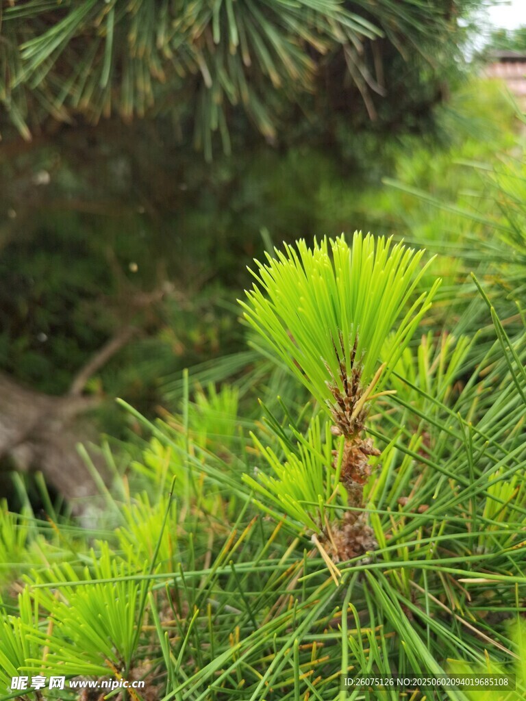 松针