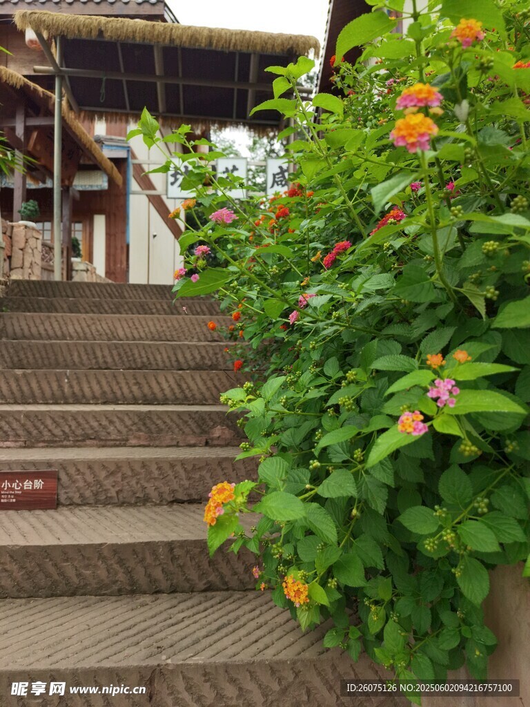 花坛