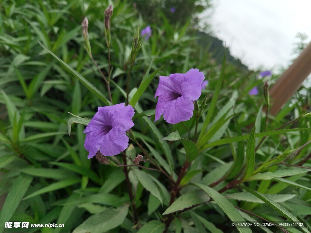 翠芦莉