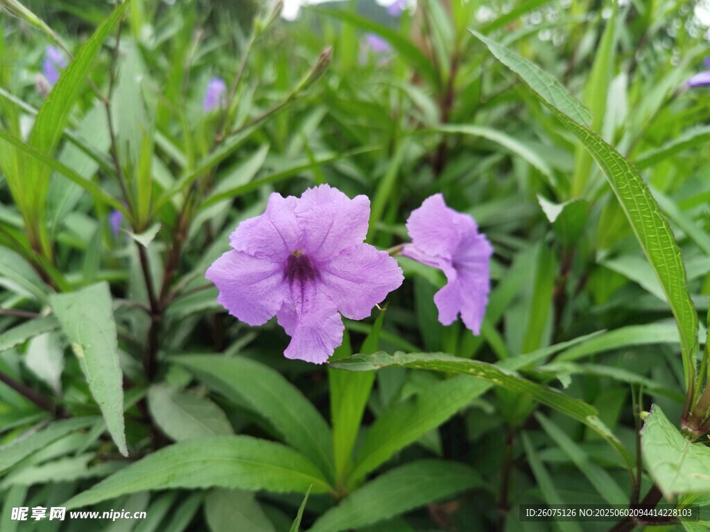 紫色小花
