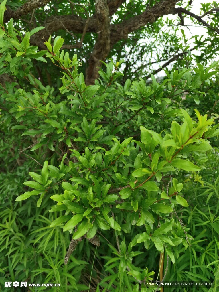 石榴叶