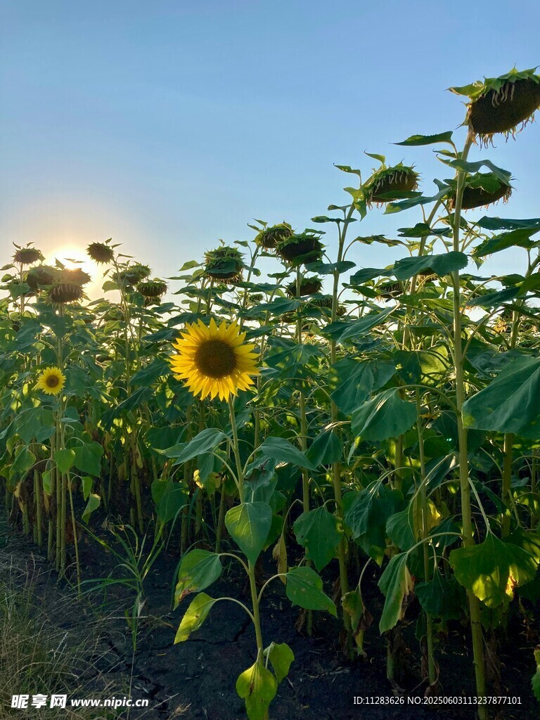 夕阳下的向日葵花田
