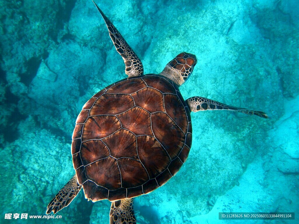 海洋中的绿海龟