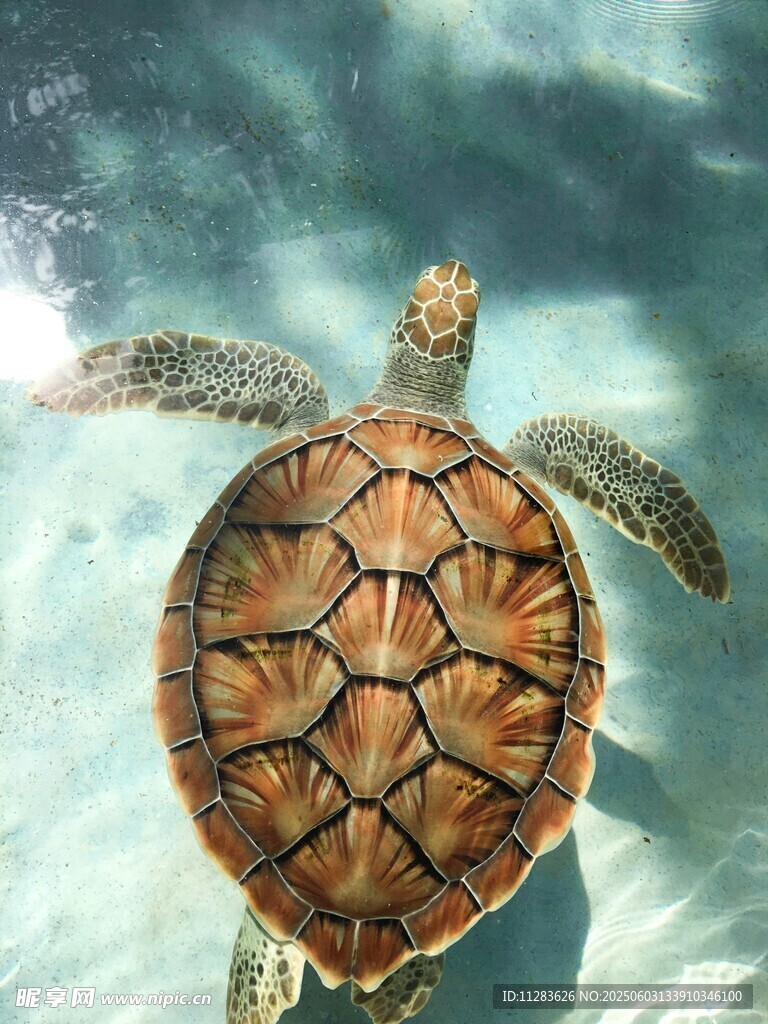 水中遨游的美丽海龟