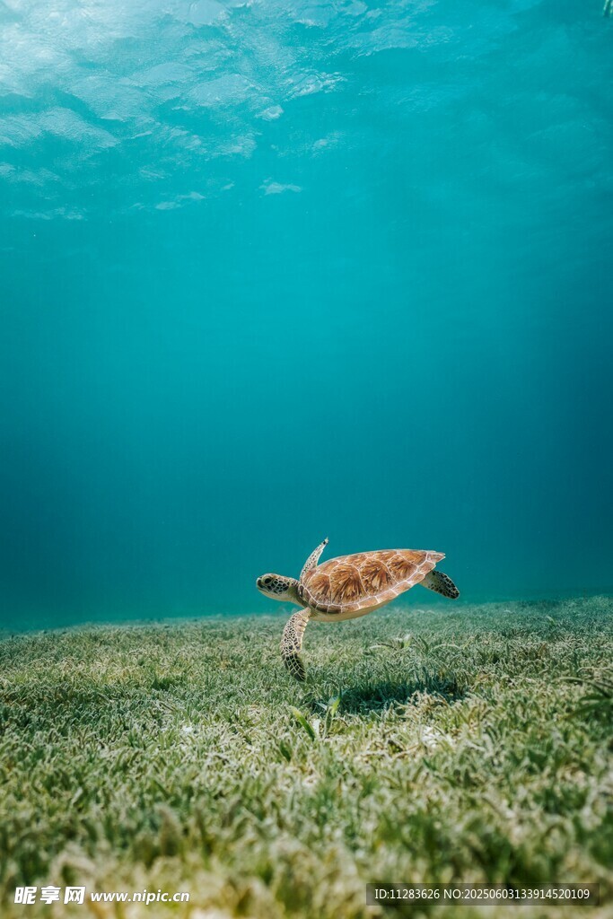 海龟在海底的悠然一刻