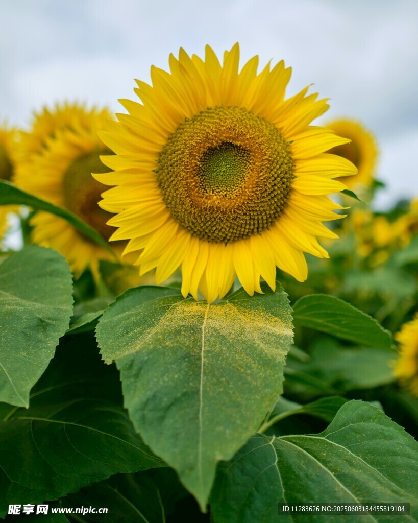向日葵花海中的灿烂花朵