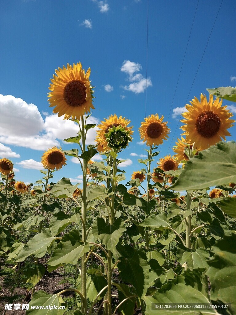 蓝天向日葵花田美景