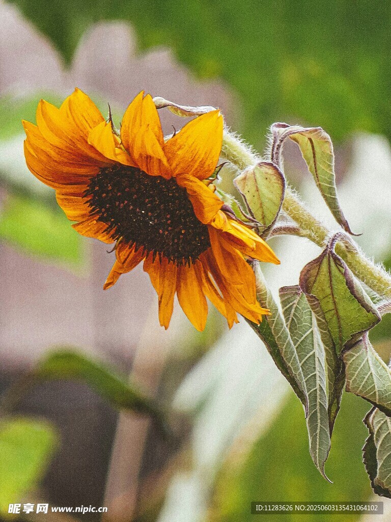 绽放的向日葵特写