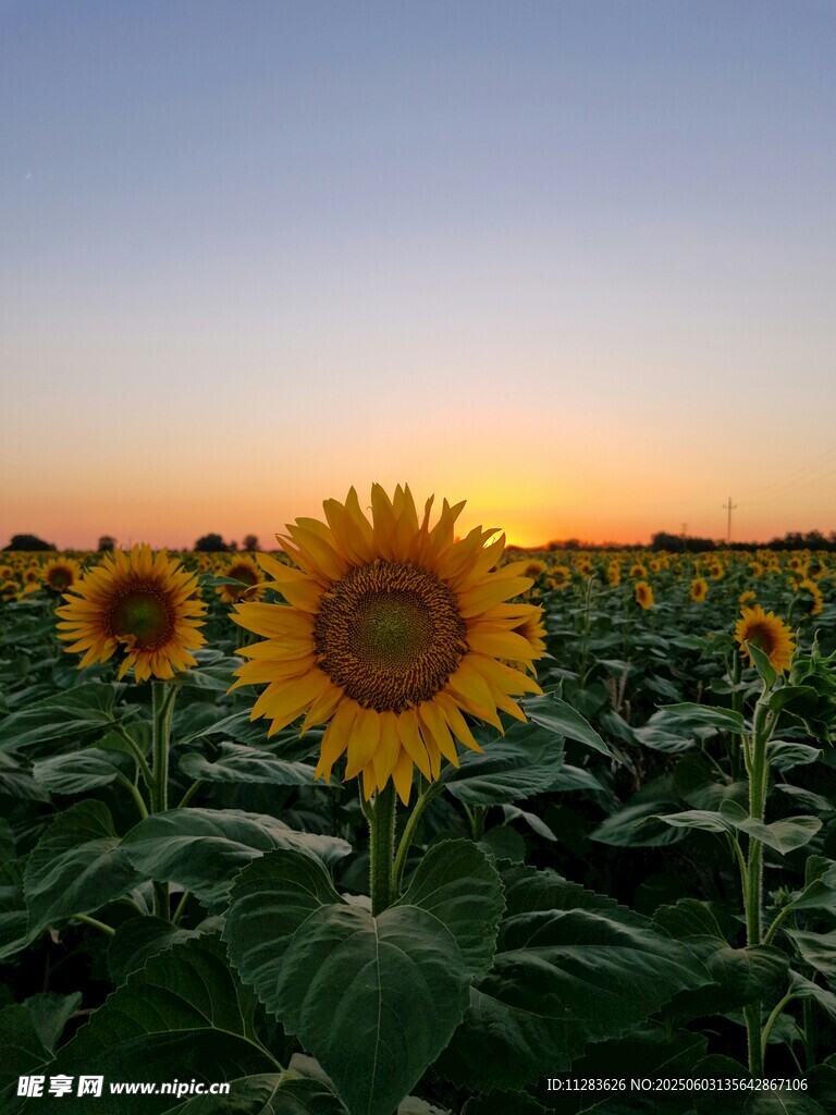 夕阳下的向日葵花田