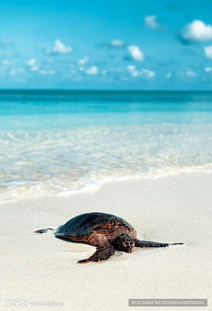 海滩上的海龟