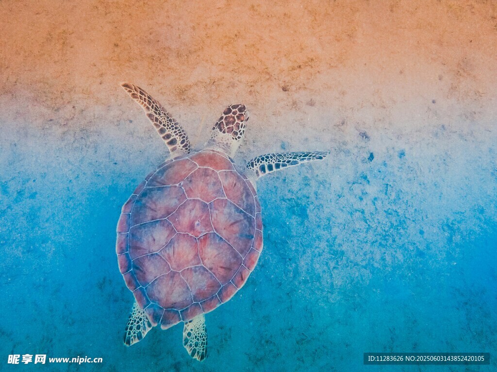 海洋中遨游的彩色海龟