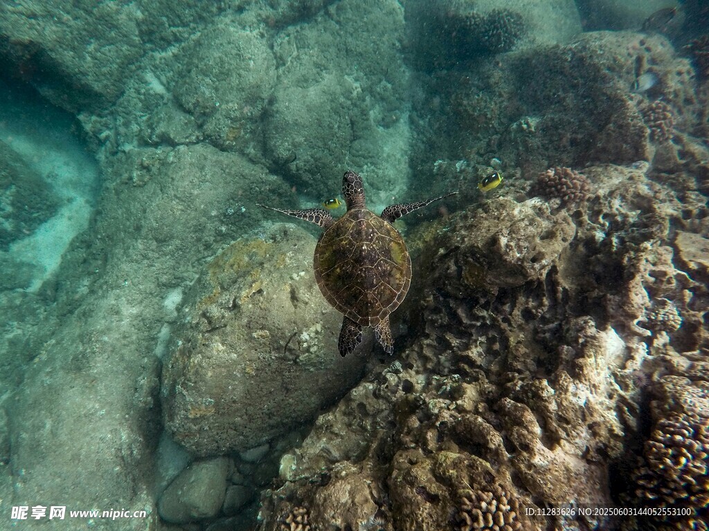 海龟