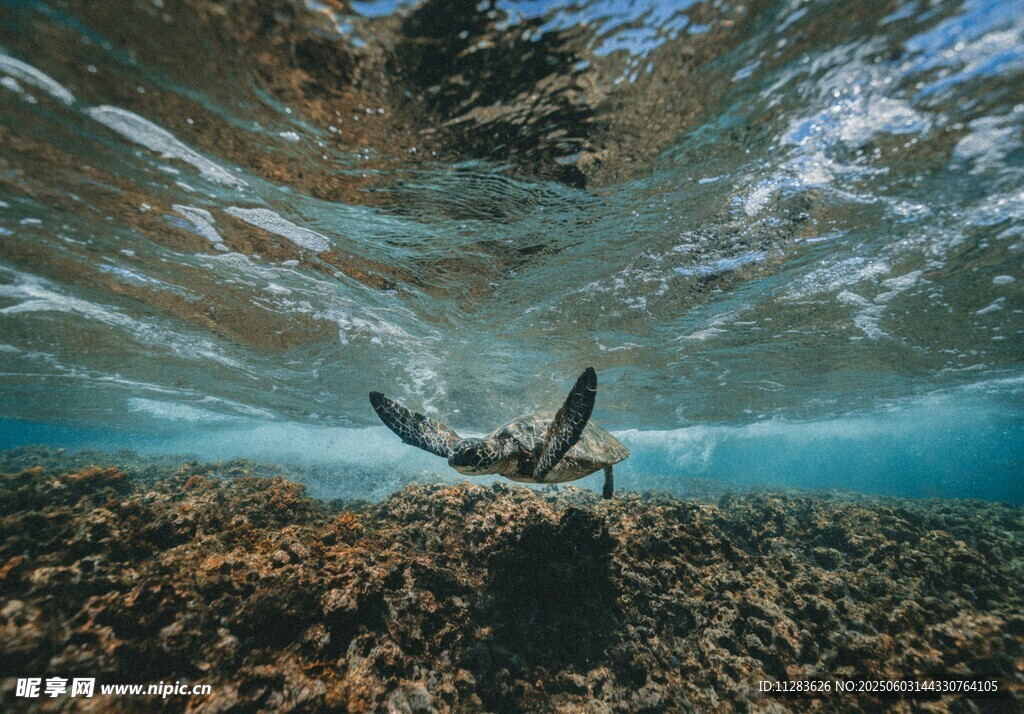 海龟