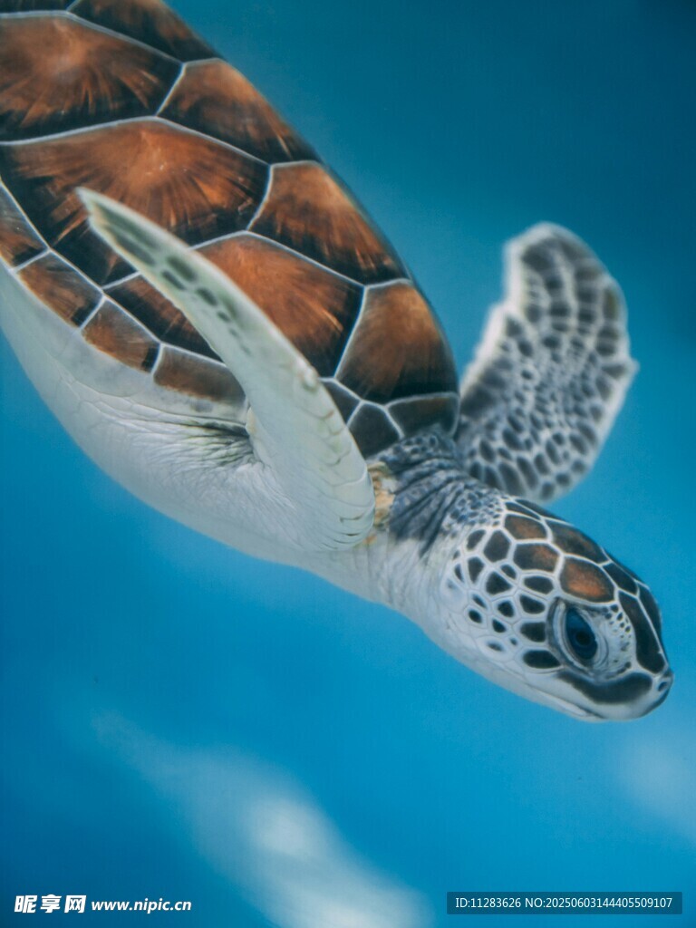 翱翔蓝天的海龟
