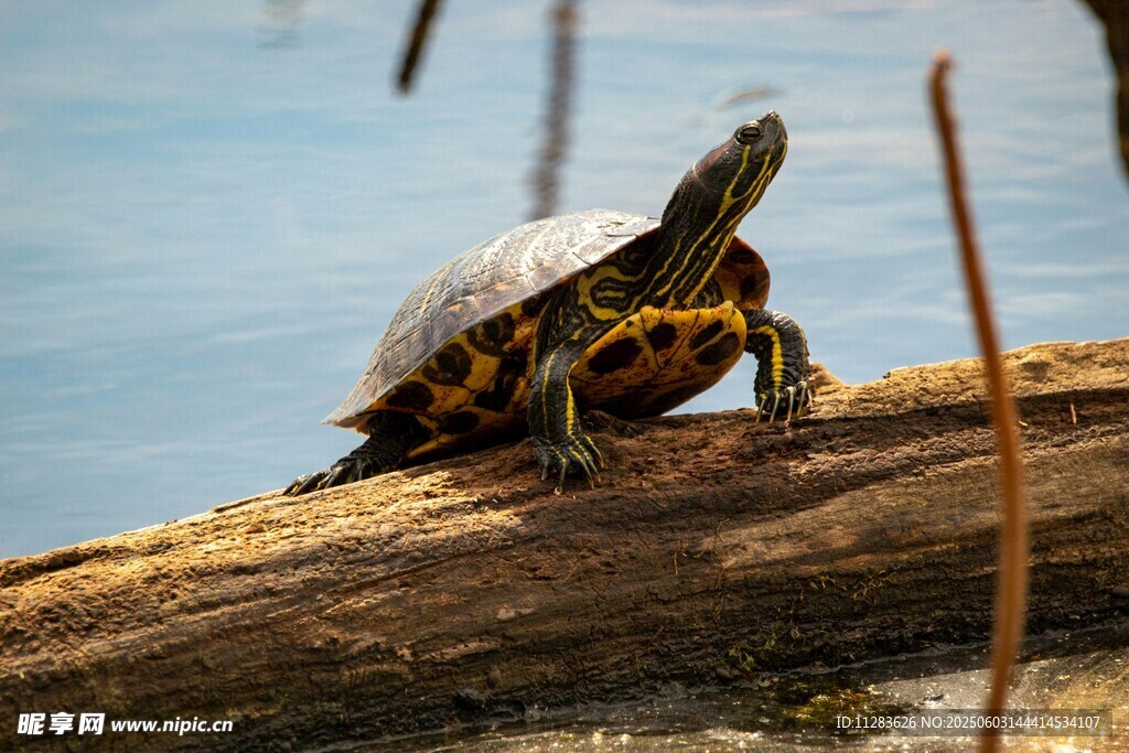 木上乌龟眺望远方