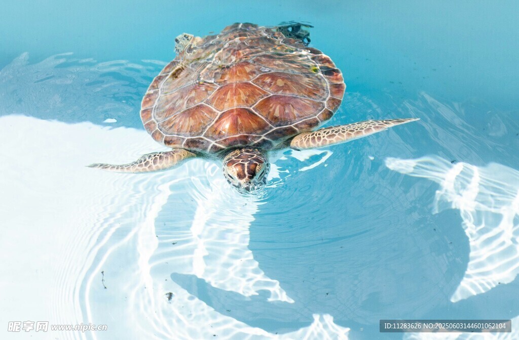 水中海龟