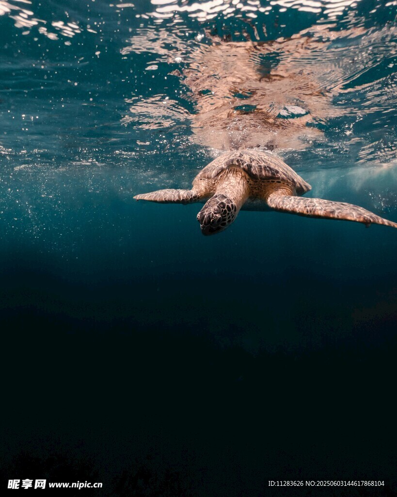 水下畅游的海龟