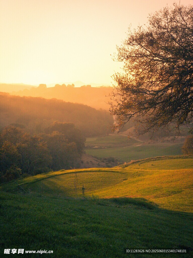 夕阳下的绿意田园美景
