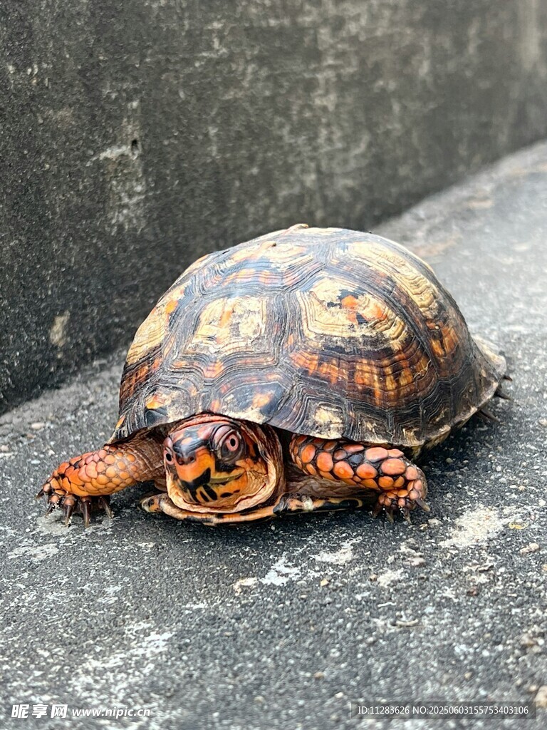 花纹斑斓的乌龟趴在石上