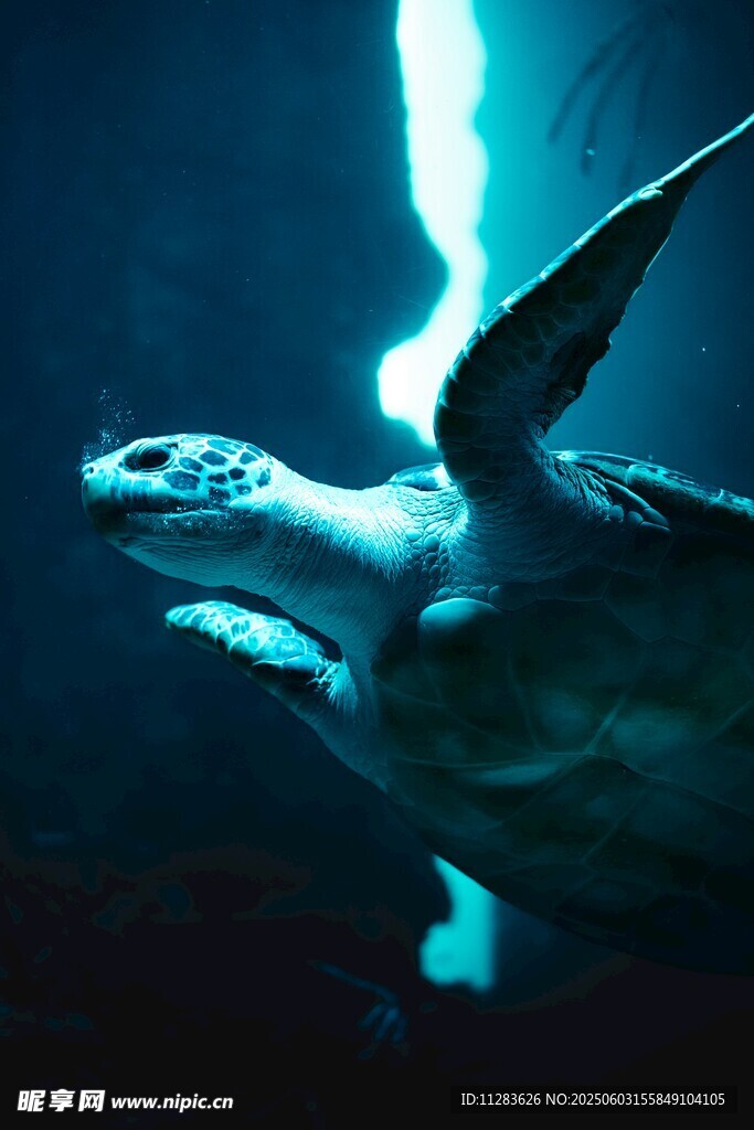 深海中遨游的发光海龟