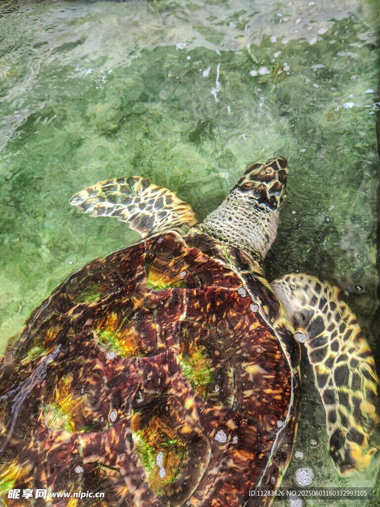 海底的斑斓海龟