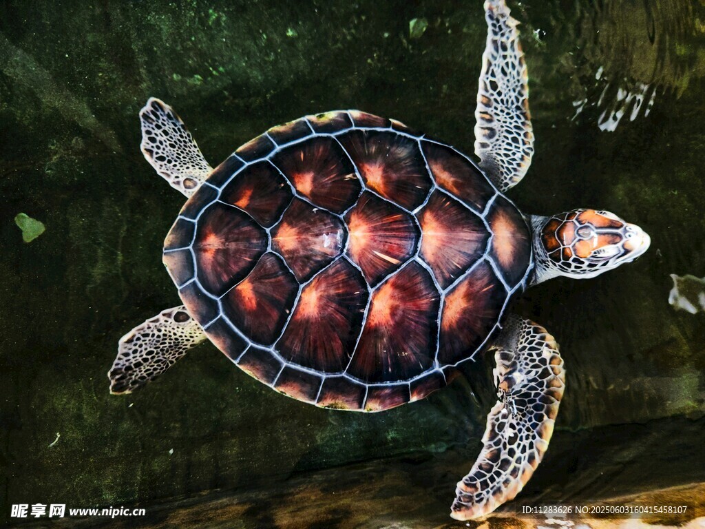 水中的彩色小海龟