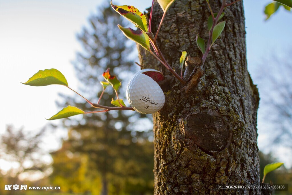 树上的白色装饰物