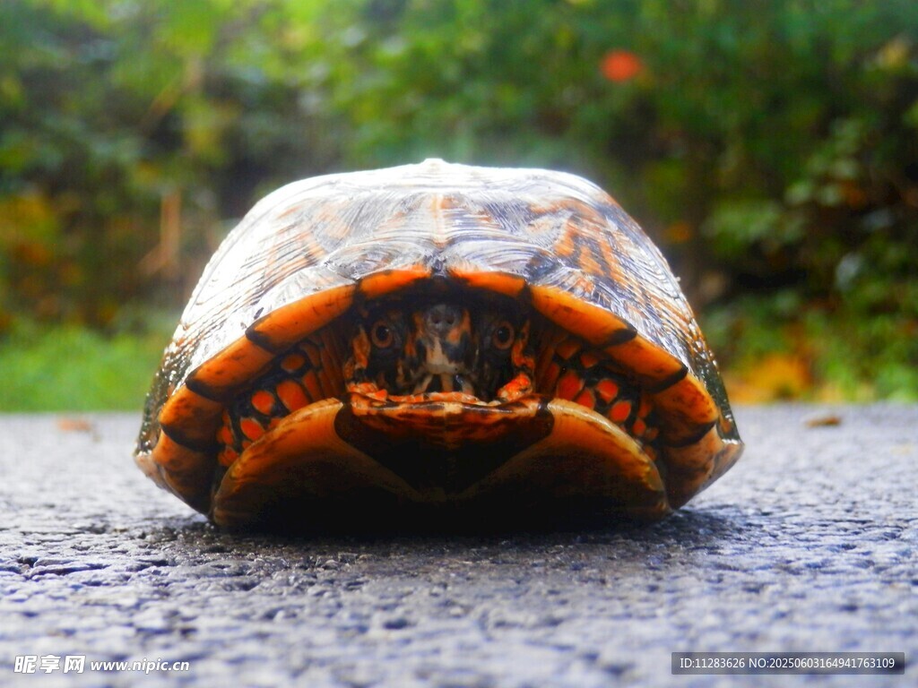 路上的彩色乌龟