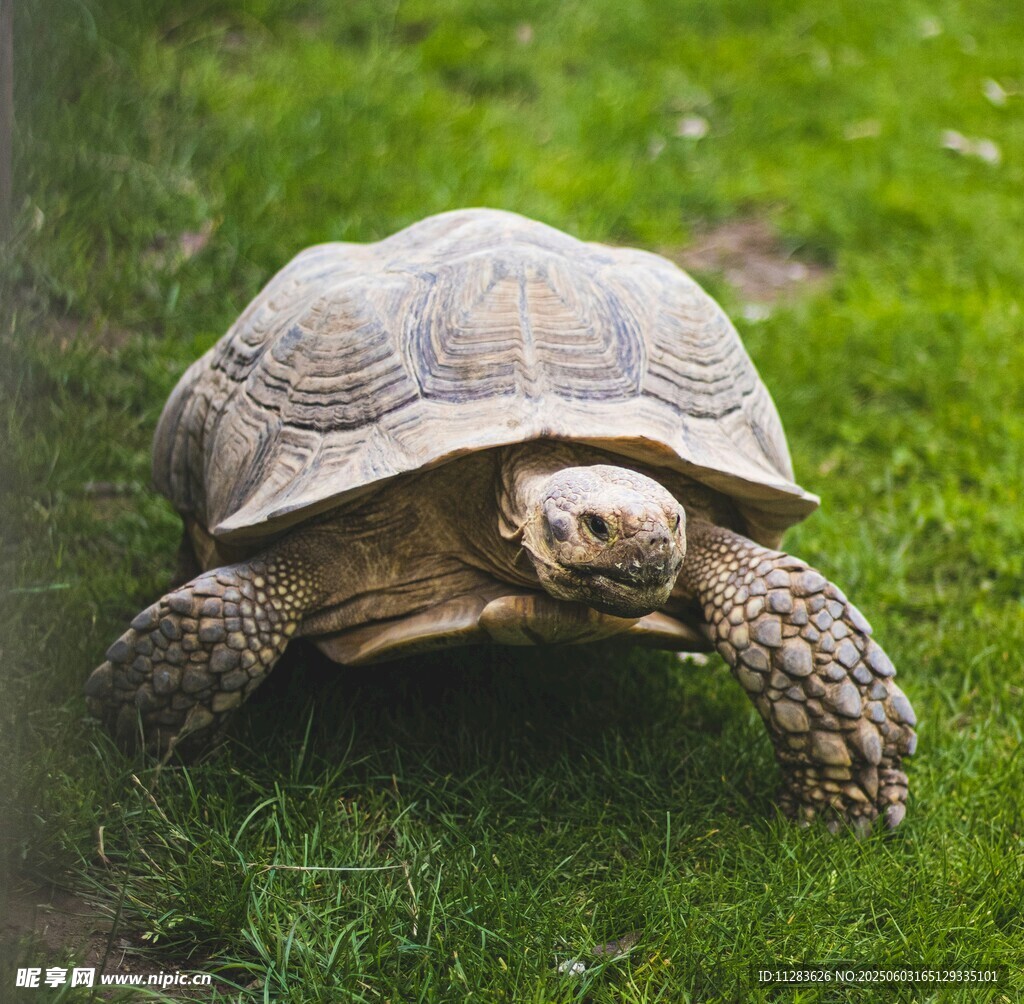 草地上的乌龟