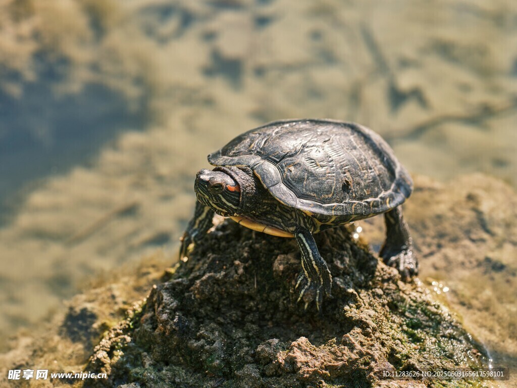 岩石上的小乌龟