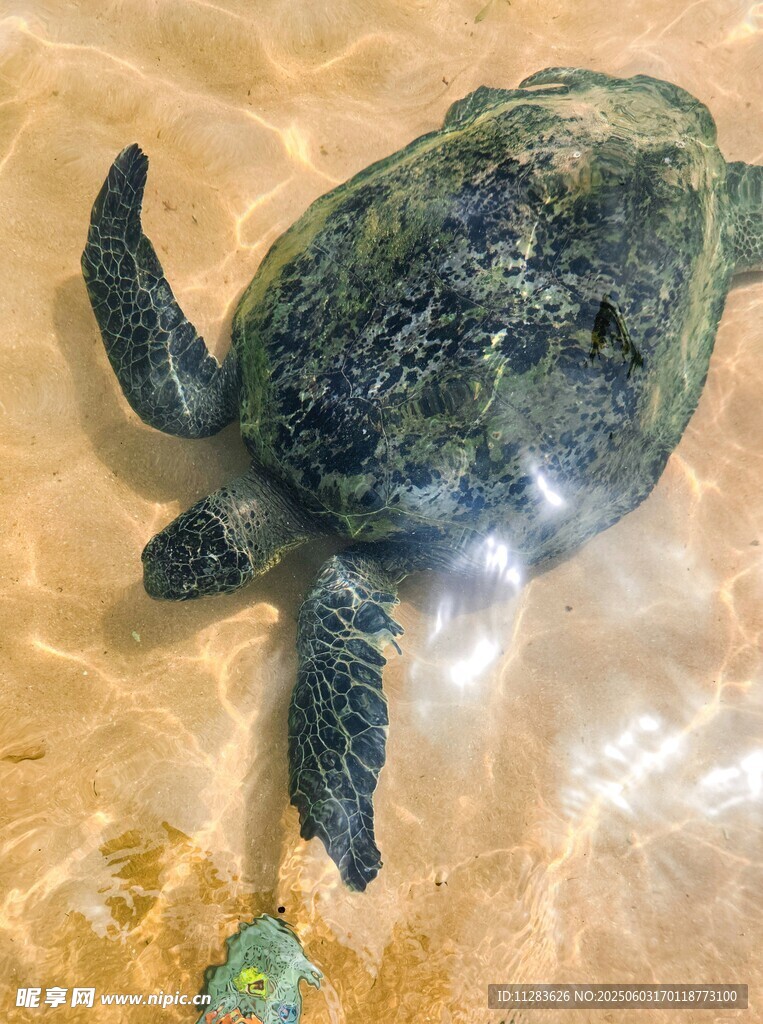 浅水中的绿海龟