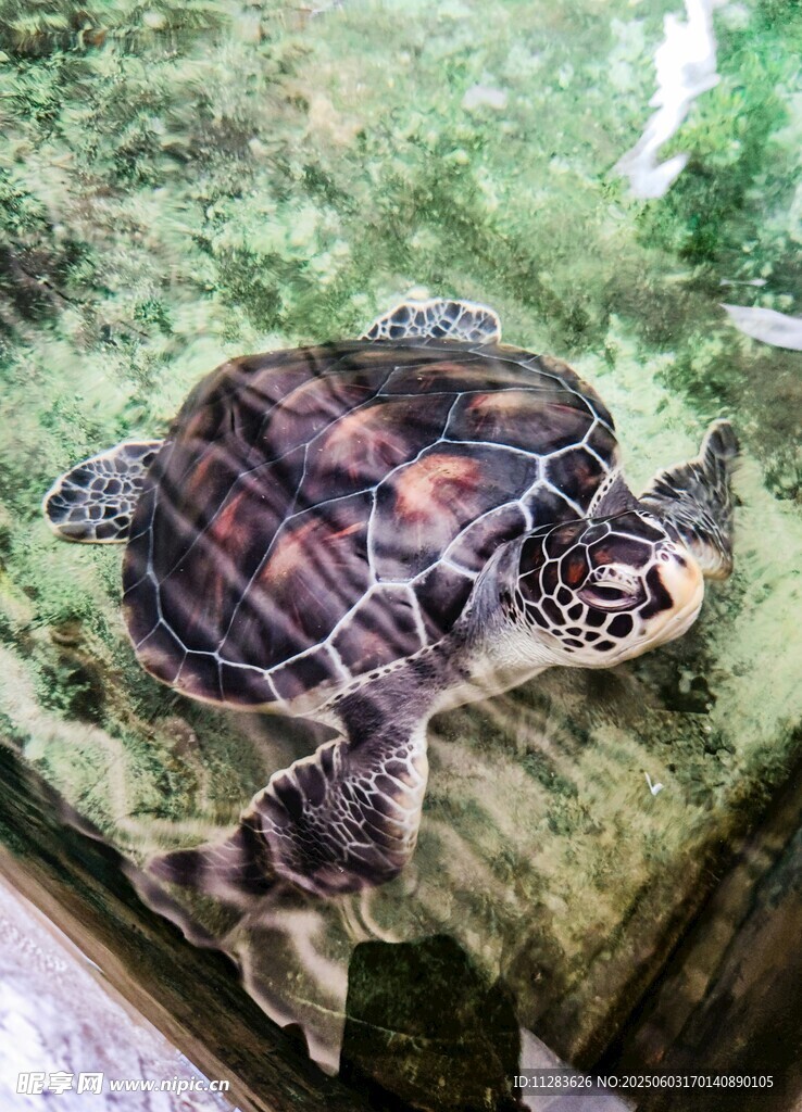 趴在岩石上的彩色乌龟