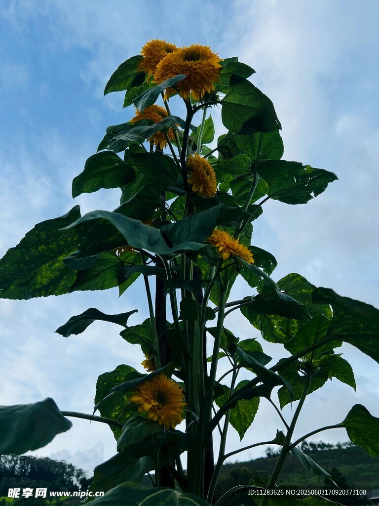 阳光下的向日葵植株