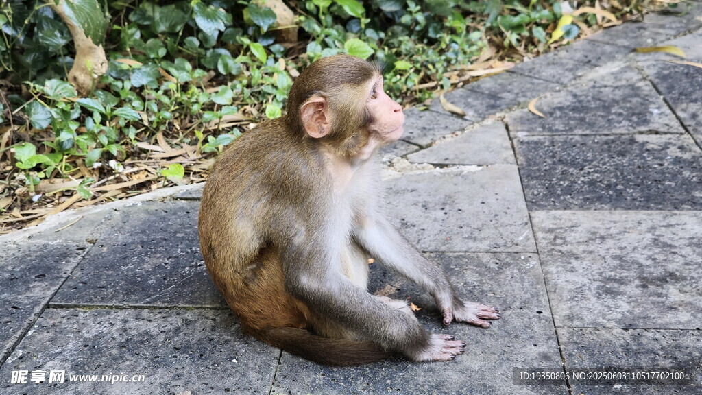 独坐石地的可爱小猴子