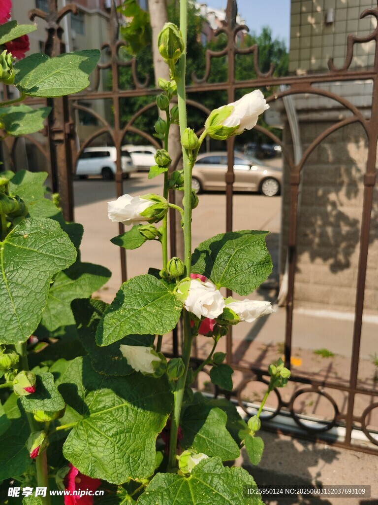 蜀葵花绽放于庭院角落